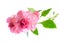 Blooming beautiful twig of pink Impatiens flowers is isolated on