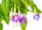 Blooming beautiful twig of purple and white fuchsia flower is is