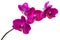 Blooming beautiful twig of violet orchid, phalaenopsis isolated