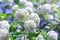 Blooming beautiful white flowers in the summer garden. Viburnum flowering bush on a bright sunny day