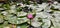 Blooming beauty of lotus flower in lotus pond.