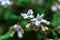 Blooming beautybush or Kolkwitzia amabilis