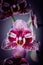 Blooming beautyful pink purple peloric orchid phalaenopsis called Dream Diamond closeup