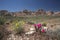 Blooming Beavertail Cactus and Whitestem Paper Flower in Red Rock Canyon, Nevada