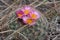 Blooming Beehive Cactus