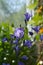 Blooming bellflower. Beautiful violet flowers of campanula in small garden on the balcony.