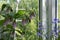 Blooming bellflowers in small garden on the balcony