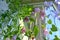 Blooming bellflowers in small garden on the balcony. Campanula punctata in foreground