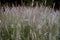 Blooming bentgrass, herbs in the meadow, close-up