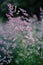 Blooming bentgrass, herbs in the meadow, close-up