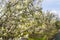 Blooming berry fruit garden in the spring. The shadberry bush blooms with white flowers