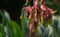 Blooming Beschorneria yuccoides Yucca Leaved Beschorneria in Adler park Sochi resort. Close-up of red inflorescence