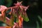 Blooming Beschorneria yuccoides Yucca Leaved Beschorneria in Adler park Sochi resort. Close-up of red inflorescence