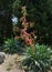 Blooming Beschorneria yuccoides Yucca Leaved Beschorneria in Adler park Sochi resort. Red inflorescence Beschorneria