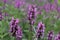 Blooming Betonica officinalis, common names betony, purple betony, common hedge nettle. Medicinal plants, herbs in the garden.