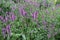 Blooming Betonica officinalis, common names betony, purple betony, common hedge nettle. Medicinal plants, herbs in the garden.