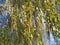 Blooming birch