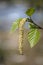 Blooming birch, closeup shot