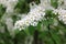 Blooming bird cherry branches