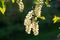 Blooming bird cherry close-up in backlit sunny evening lighting. View of a blooming Sweet Bird-Cherry Tree in Spring