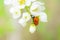 Blooming bird cherry close-up. Detailed macro photo. Beautiful white flowers.