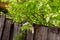 Blooming bird cherry in cold weather. Blooming branch of bird cherry over a dilapidated fence