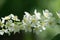 Blooming bird cherry macro