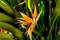 Blooming Bird of Paradise Plant