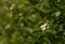 Blooming Black Chokeberry, Aronia melanocarpa