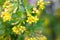 Blooming black currant closeup. Spring season. Fragile yellow flowers.