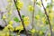 Blooming. Black currant flowers close-up. Yellow flowers of a berry bush. Black currant.