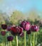 Blooming black double tulips