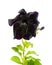 Blooming black petunia flower is isolated on white background