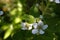 Blooming blackberry in a spring garden