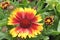 Blooming Blanket Flower