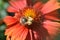 Blooming blanket flower (Gaillardia) with a bumblebee