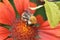 Blooming blanket flower (Gaillardia) with a bumblebee