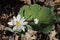 Blooming Bloodroot (Sanguinaria canadensis)