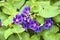 Blooming blue convolvulus