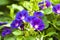 Blooming blue convolvulus