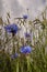 Blooming blue cornflowers in grainfield