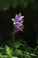 Blooming blue Creeping bellflower or armored bell in the nature