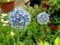 Blooming blue decorative onion plant with the Latin name Allium caeruleum, macro