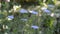 Blooming Blue flax in the garden