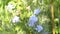 Blooming Blue flax in the garden