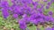 Blooming blue flower in the garden. Verbena x Hybrida, Homestead Purple Verbena, Glandularia canadensis, Garden verbena