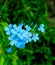 The blooming blue flowers Plumbago Auriculata