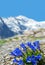 Blooming blue gentian Gentiana acaulis with mountain Mont Blanc in the background,France.