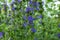 Blooming blue hyssop