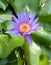 The blooming blue lotus
